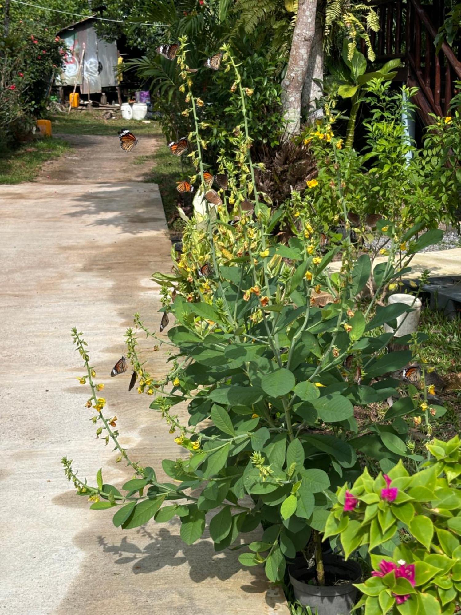 Mookdaman Bungalow Ko Yao Noi Exteriér fotografie
